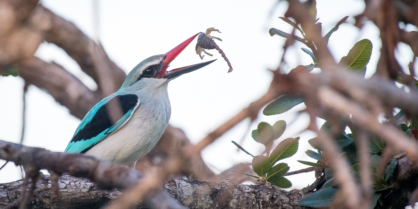 Bird Watching