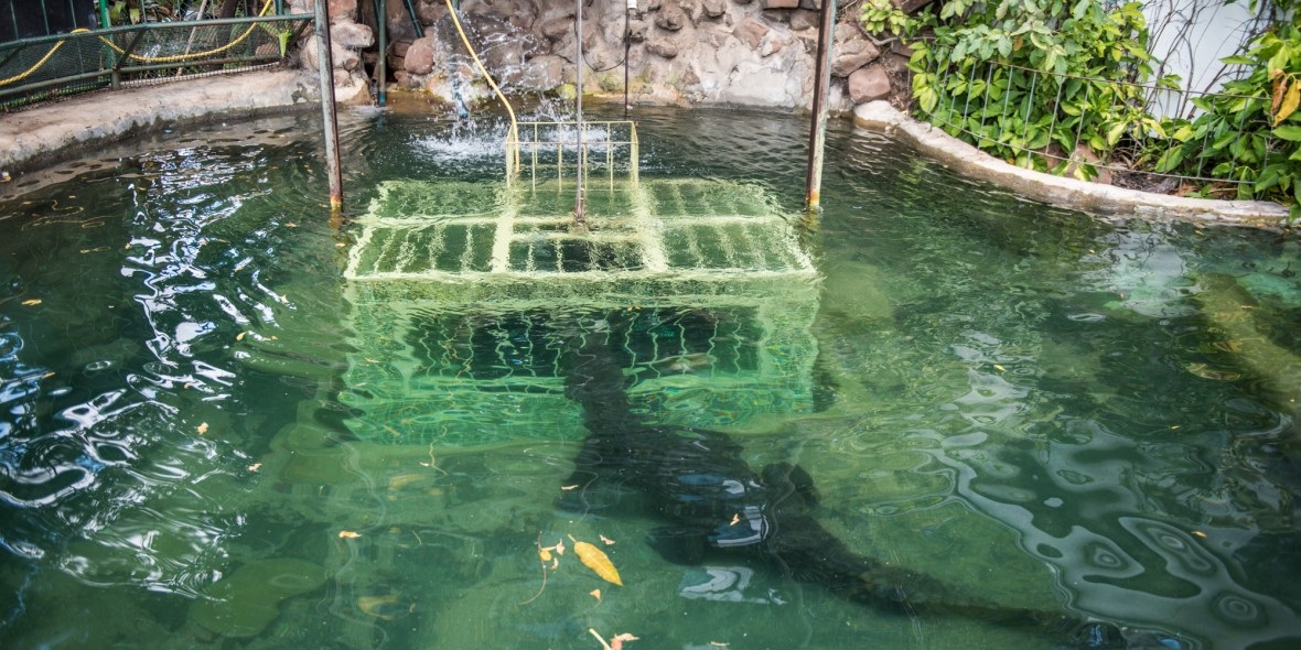 Cage Diving