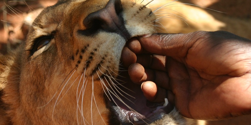 Lion Walk